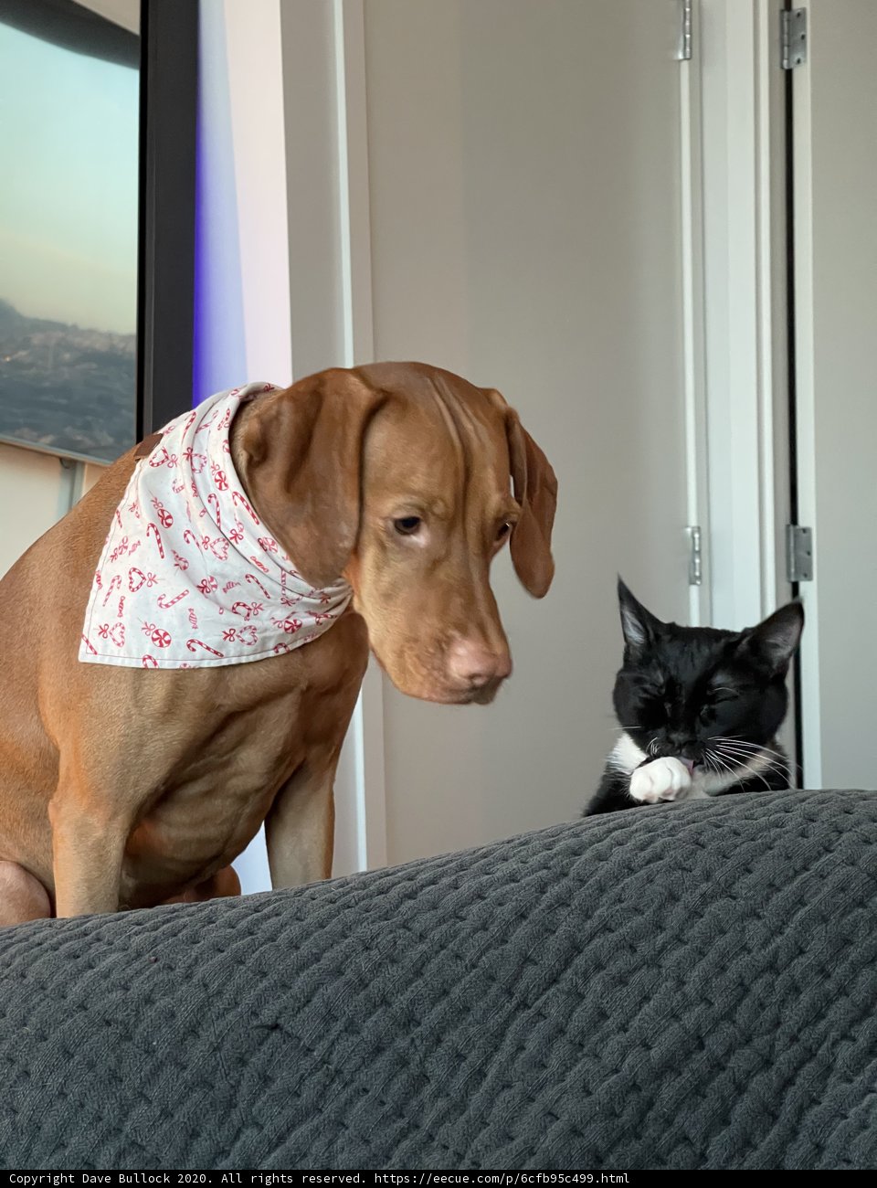 Companions on the Couch