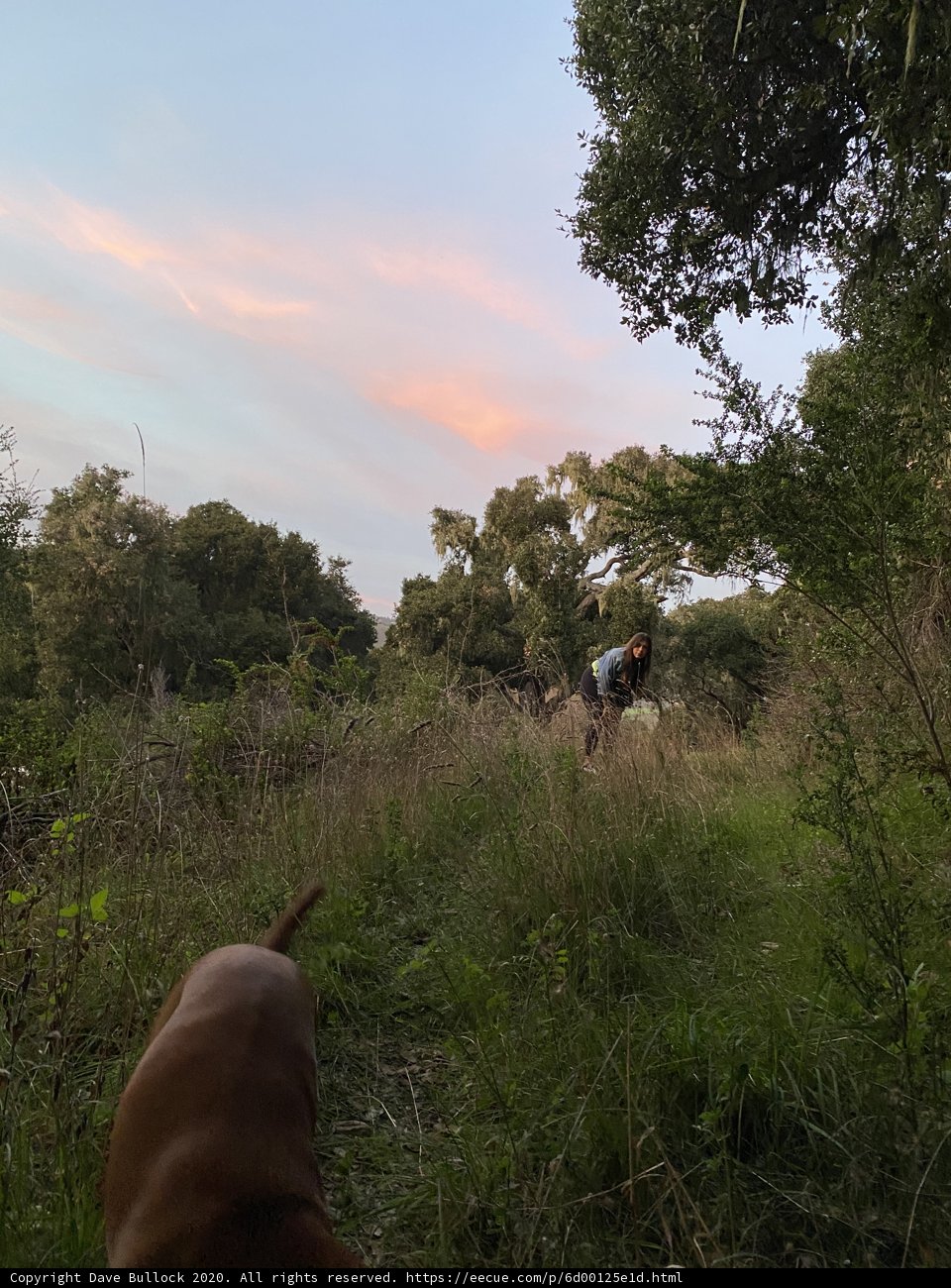 A Canine's Adventure in the Carmel Valley Wilderness