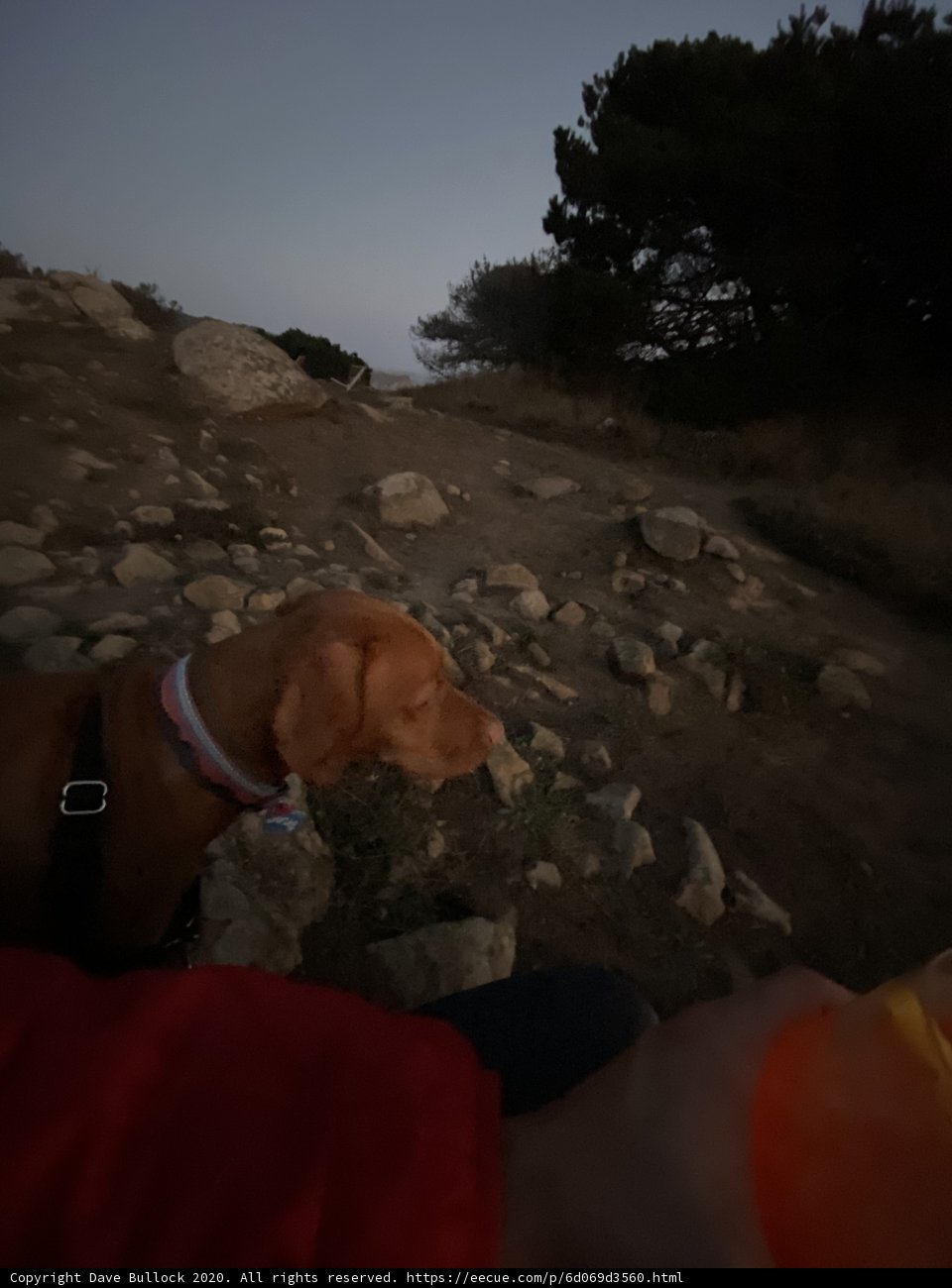 Rocky Canine in The Wilderness