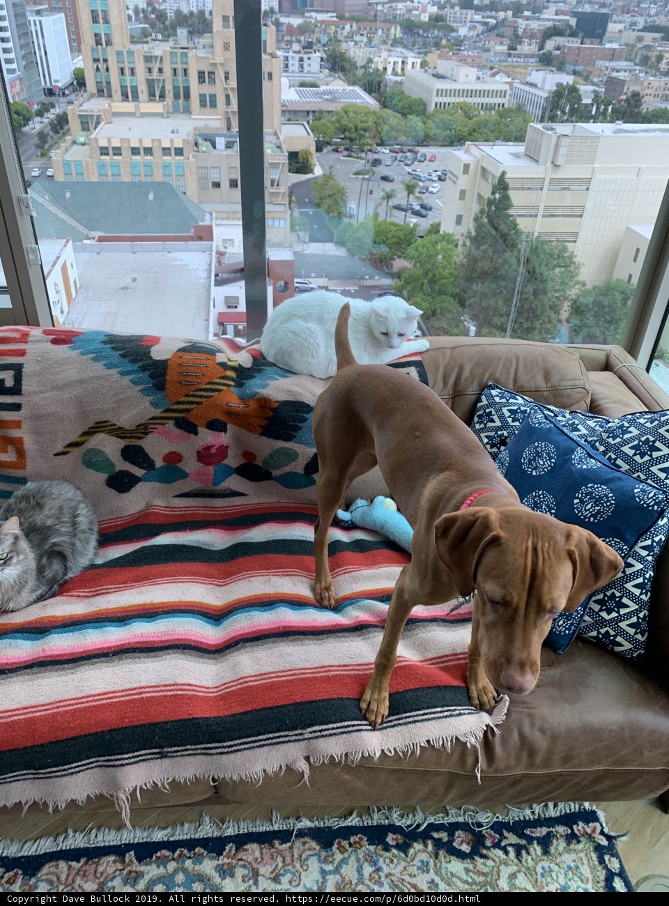 Furry Friends' Cozy Corner