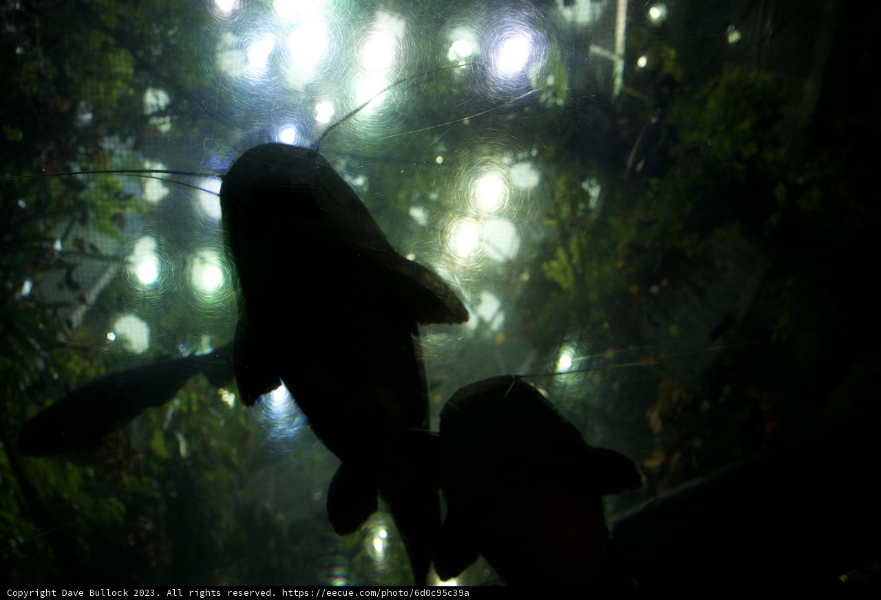 Majestic Aquatic Illumination