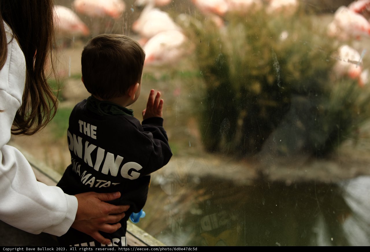 A Mesmerizing Encounter at the SF Zoo
