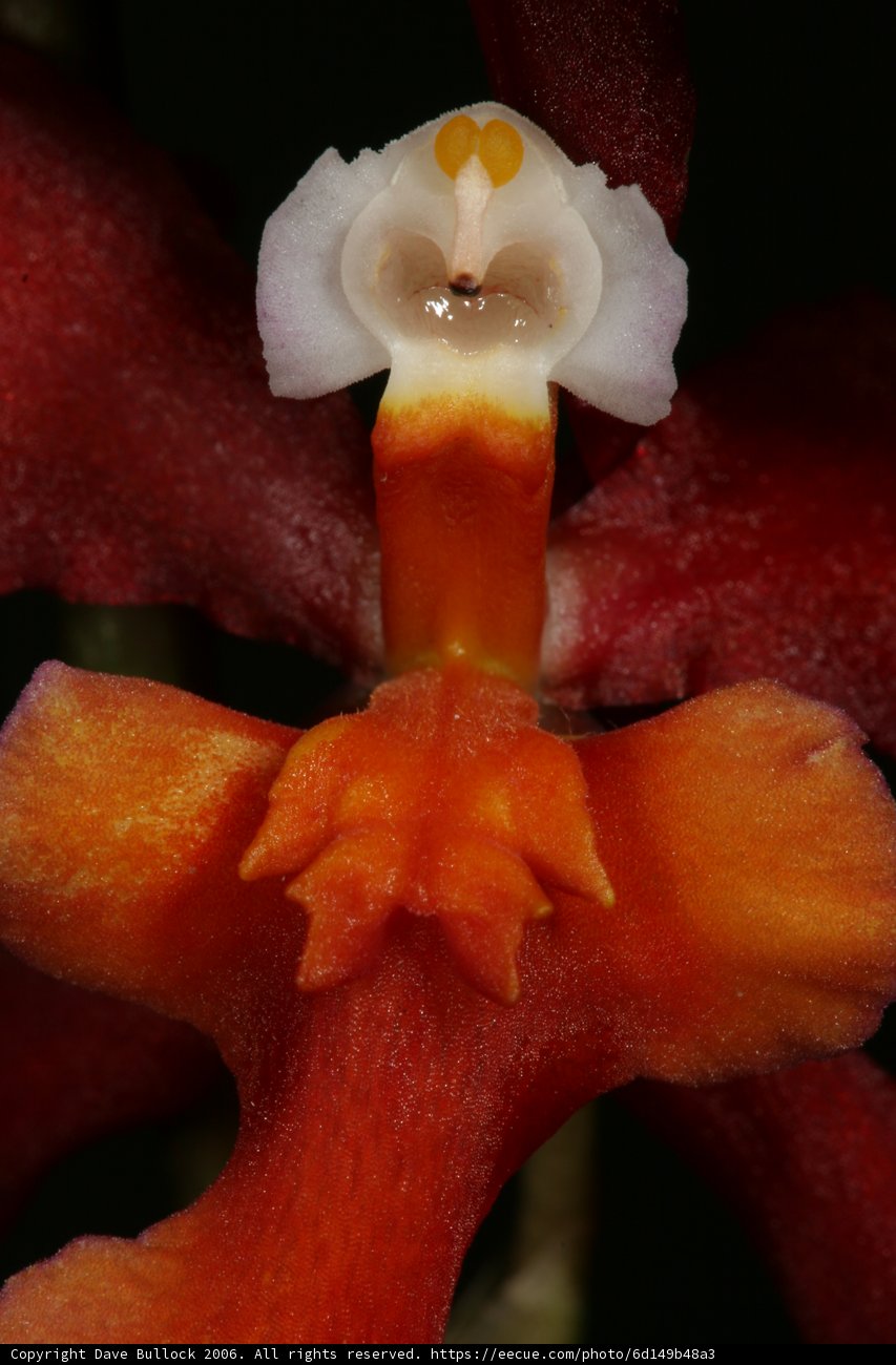 White-center Orchid