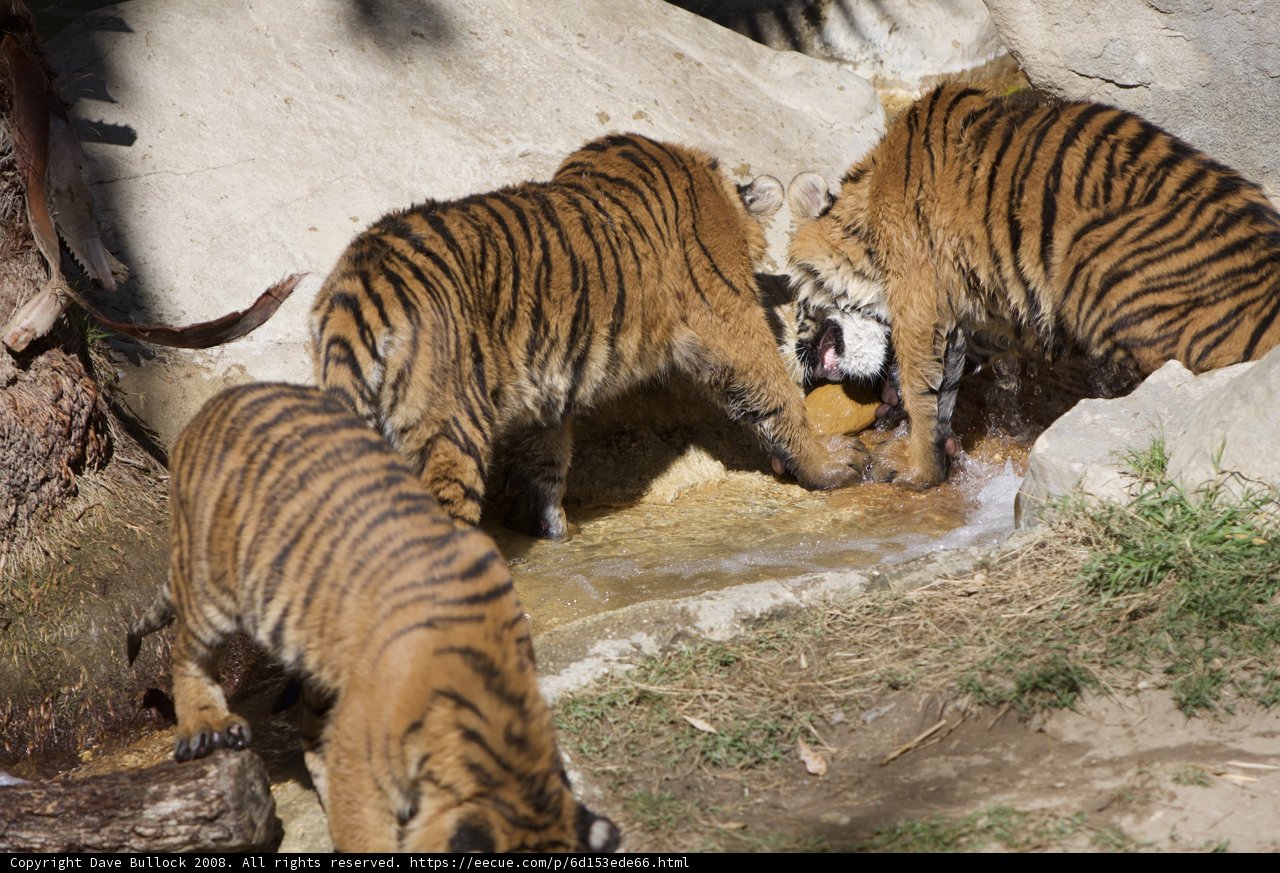 Three majestic tigers quench their thirst
