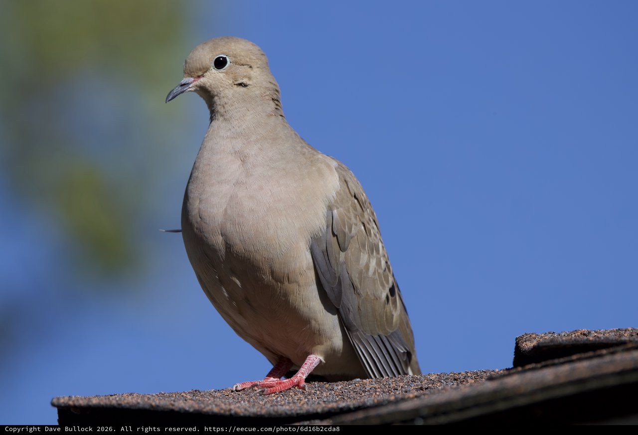 Mourning Dove Portrait on Roof Edge Against Blue Sky
