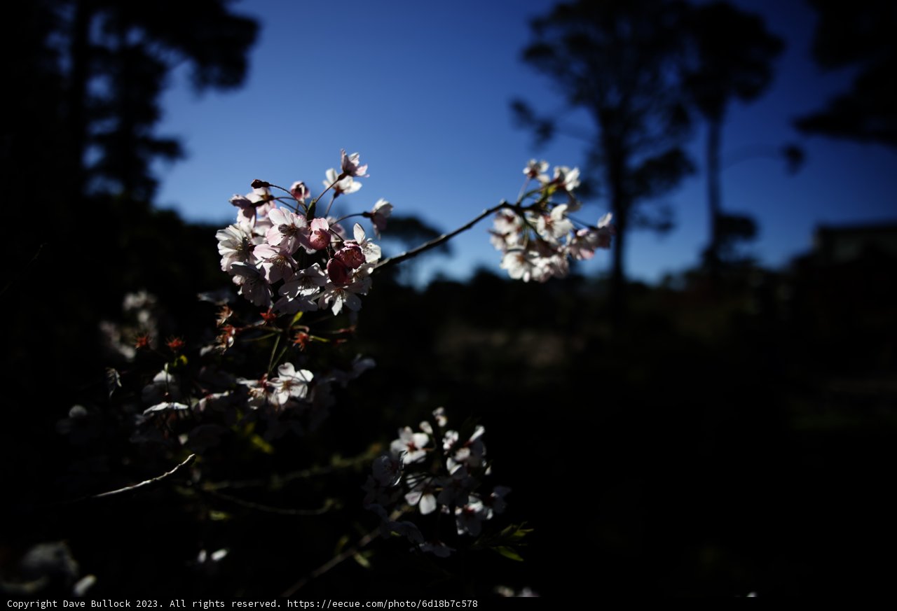 Blooming Cherry Blossoms at San Francisco's Japanese Tea Garden