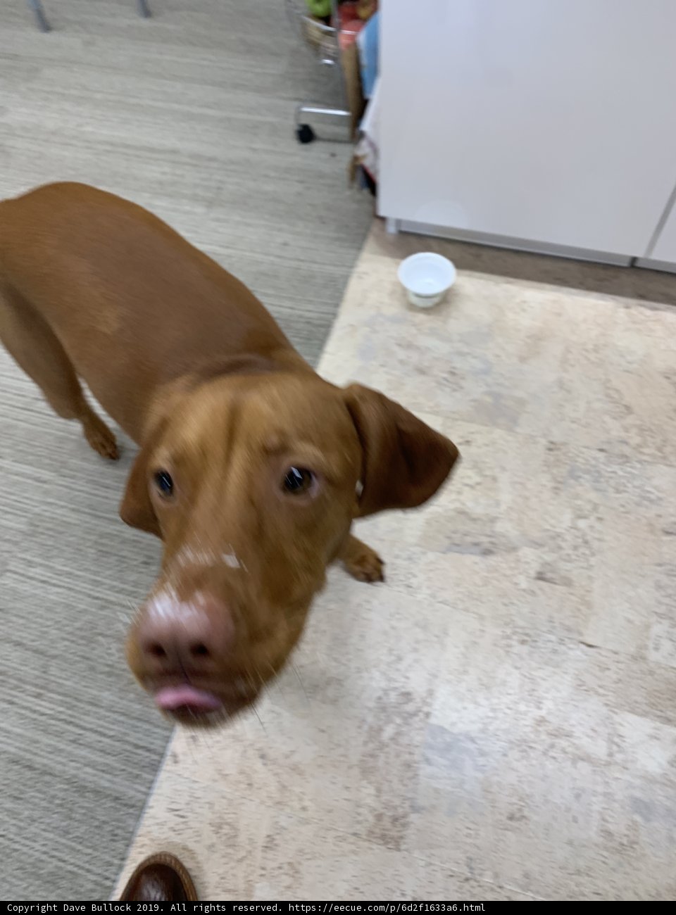 Happy Vizsla on the Hardwood Floor