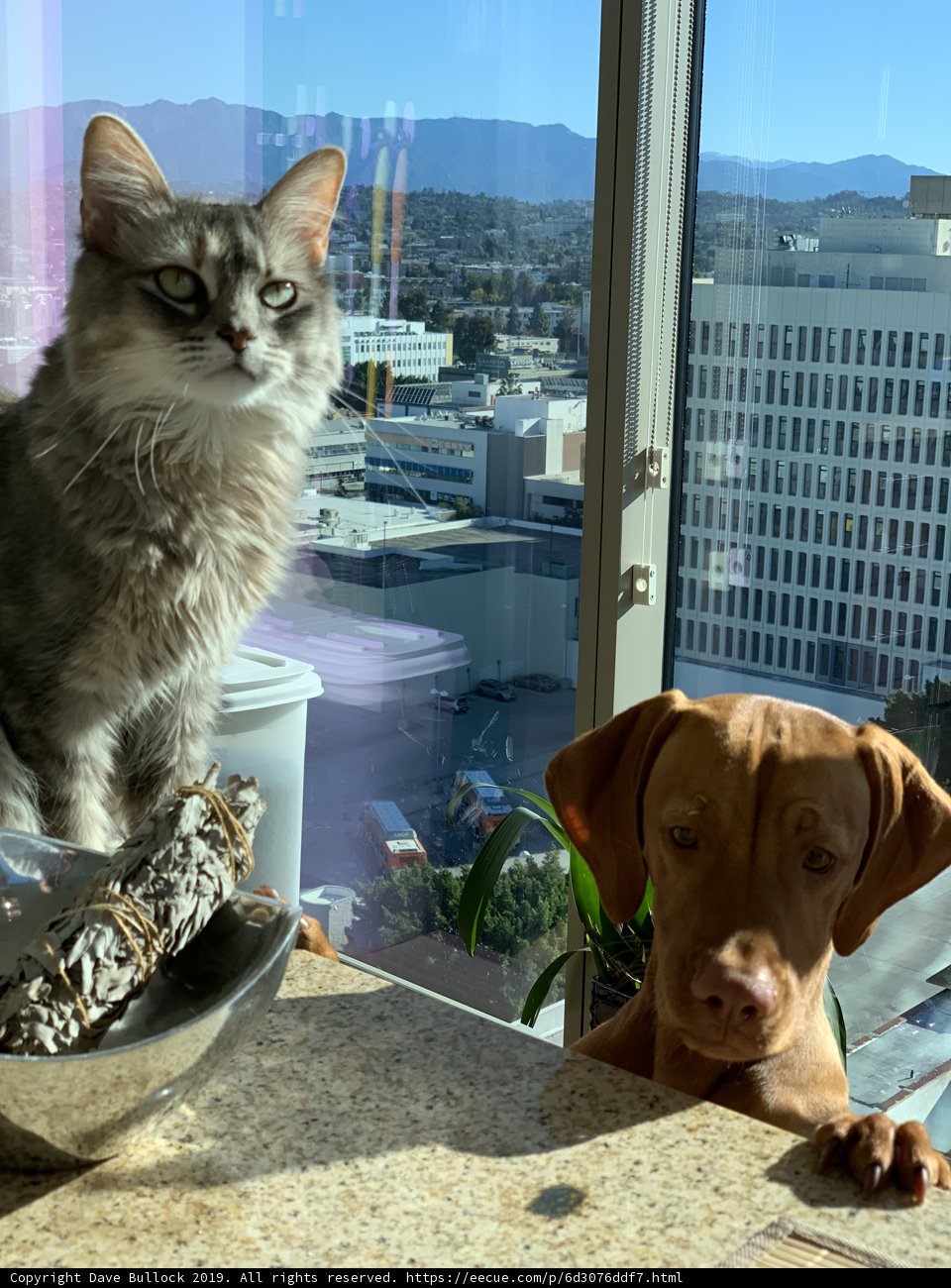 Feline and Canine Companions