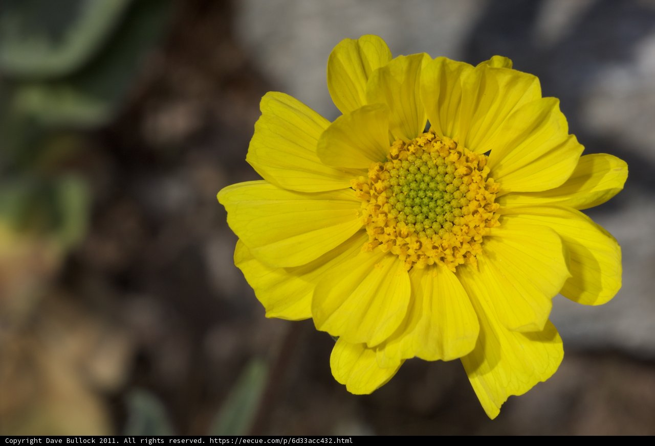 Sunny Daisy Delight