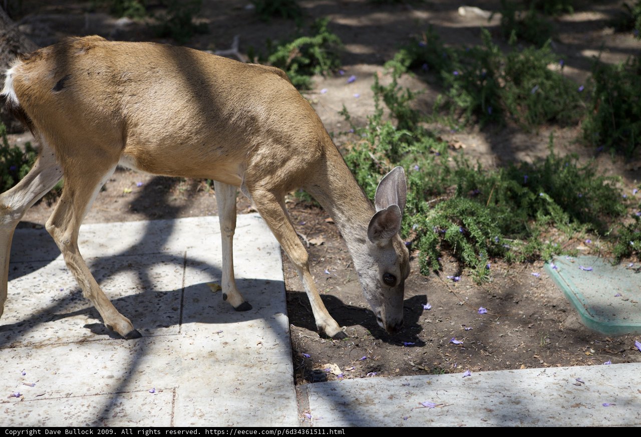 Hungry Deer forages in the dirt