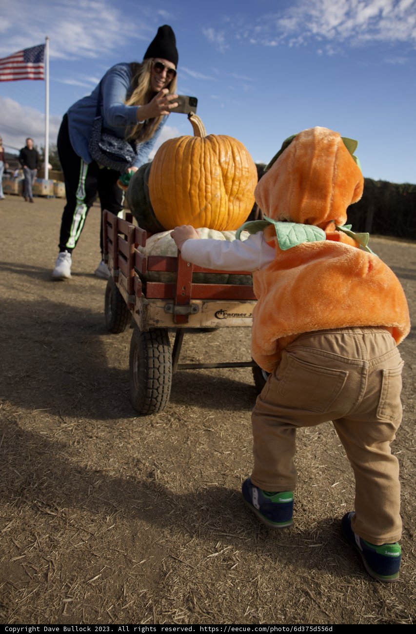 Pumpkin Patch Adventures