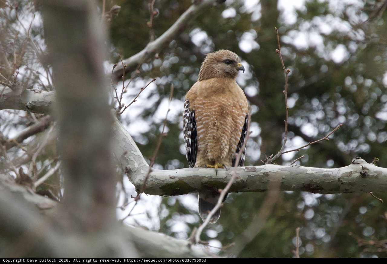 Red-shouldered Hawk Perched on Winter Branch