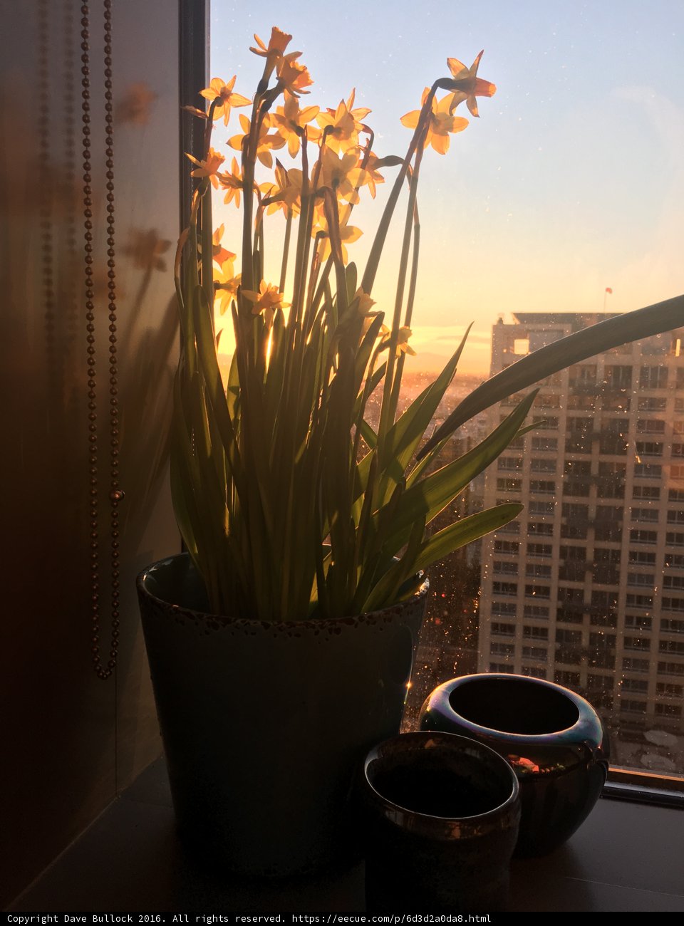 Sunny Window Sill
