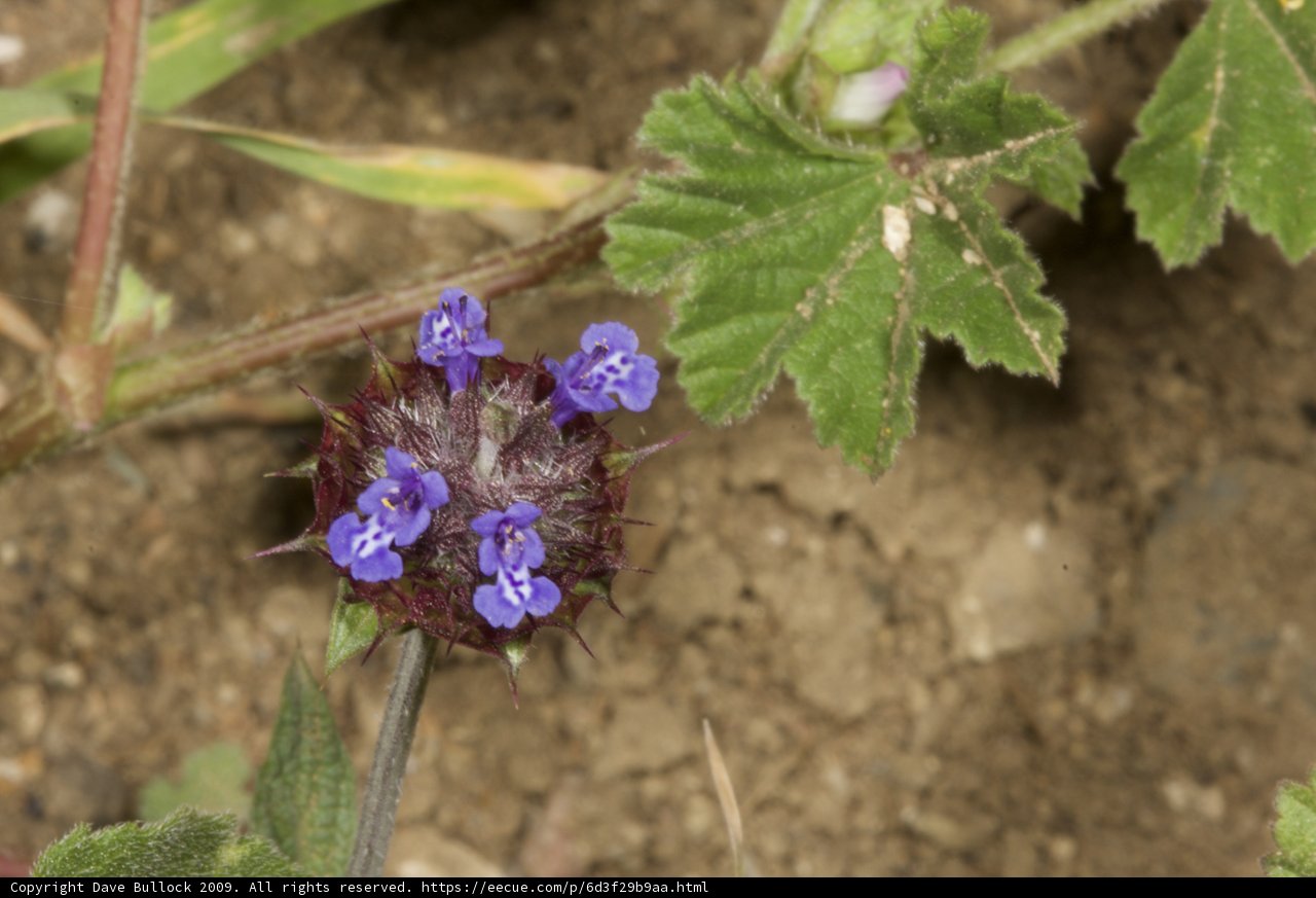Purple Geranium and Blue Acanthaceae Anemone
