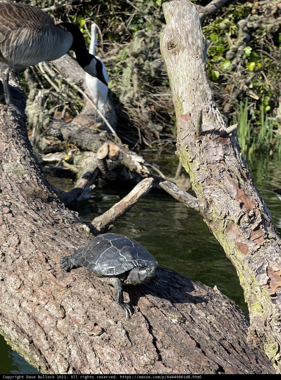 Nature's Best Buddies