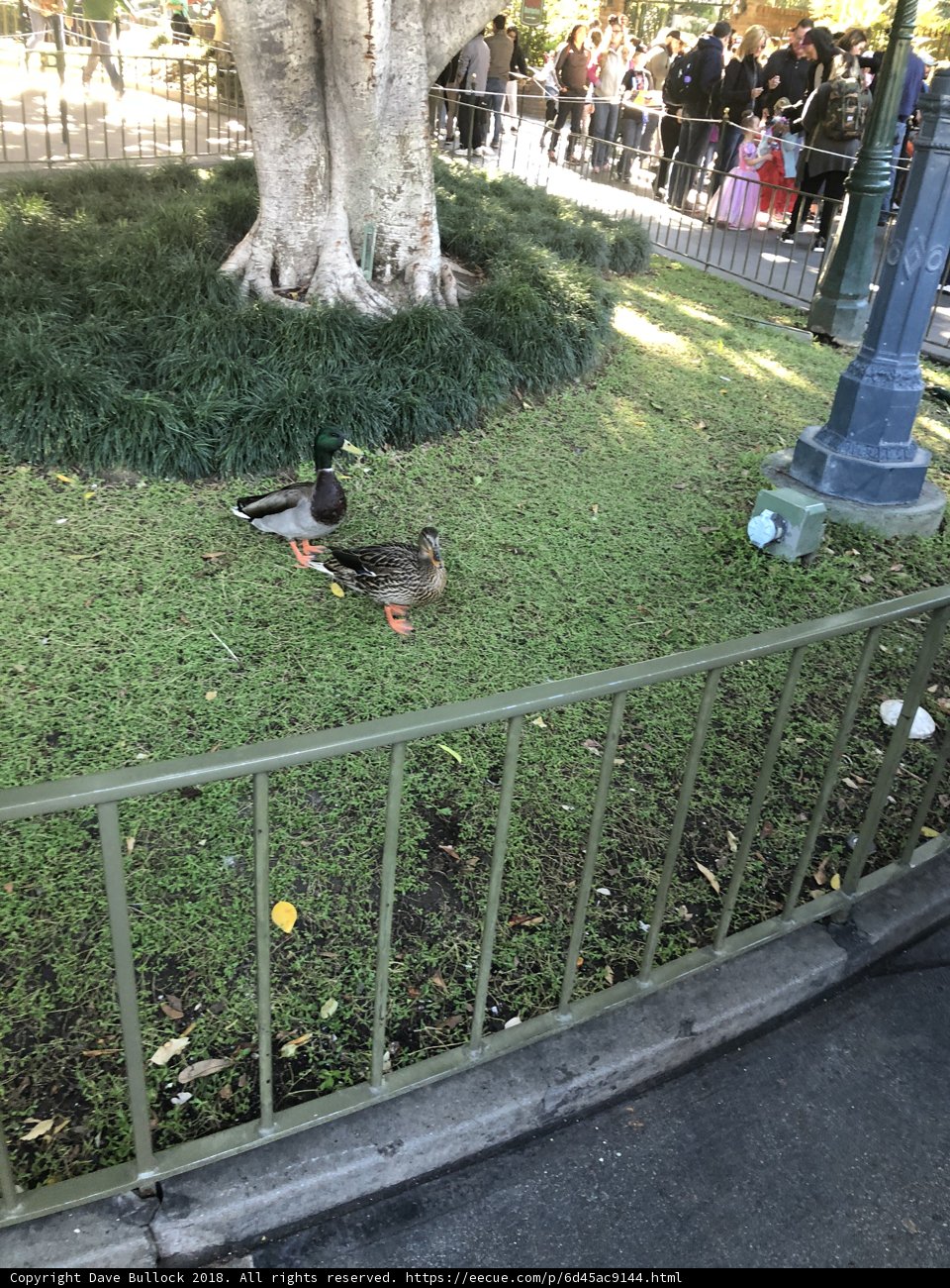 Quacking Around in the Park