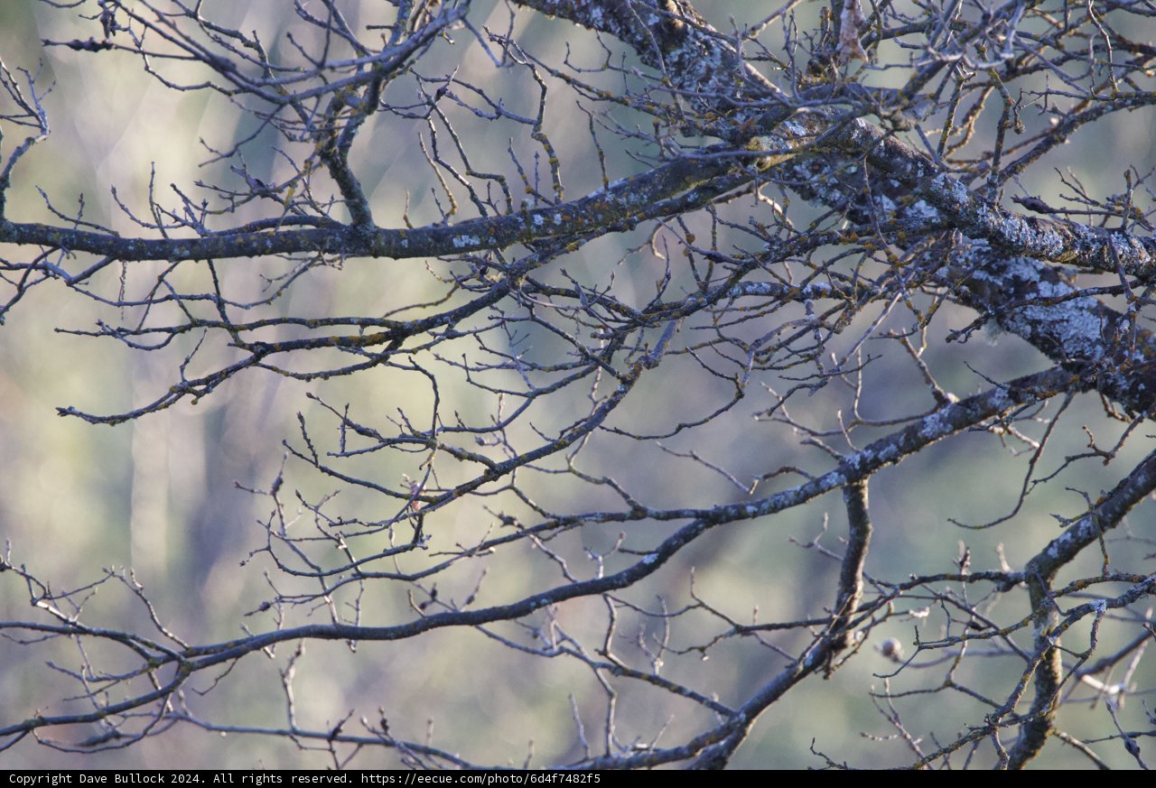 Frost-Kissed Branches
