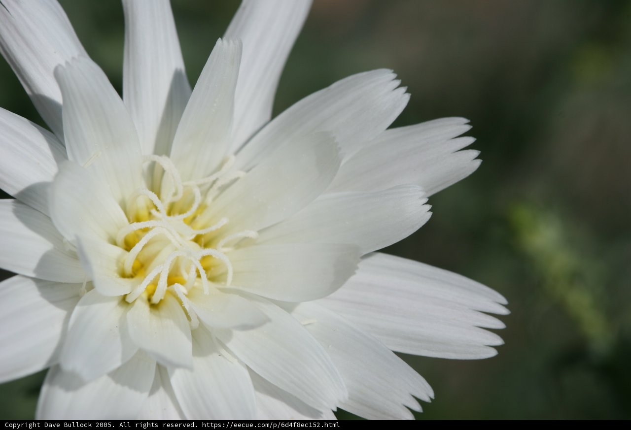 Delicate Daisy