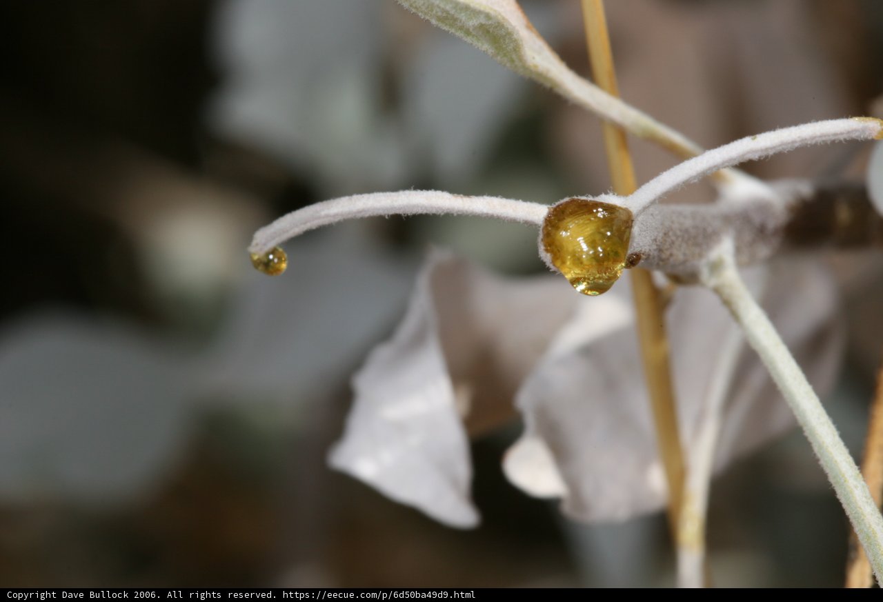 Small Yellow Flower with Pollen