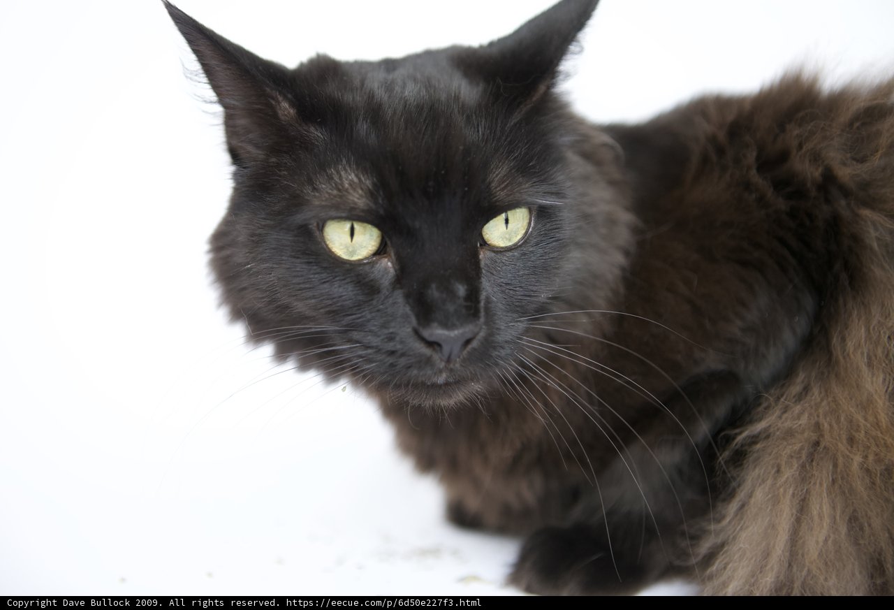 Sleek and Mysterious: A Green-Eyed Black Cat on White