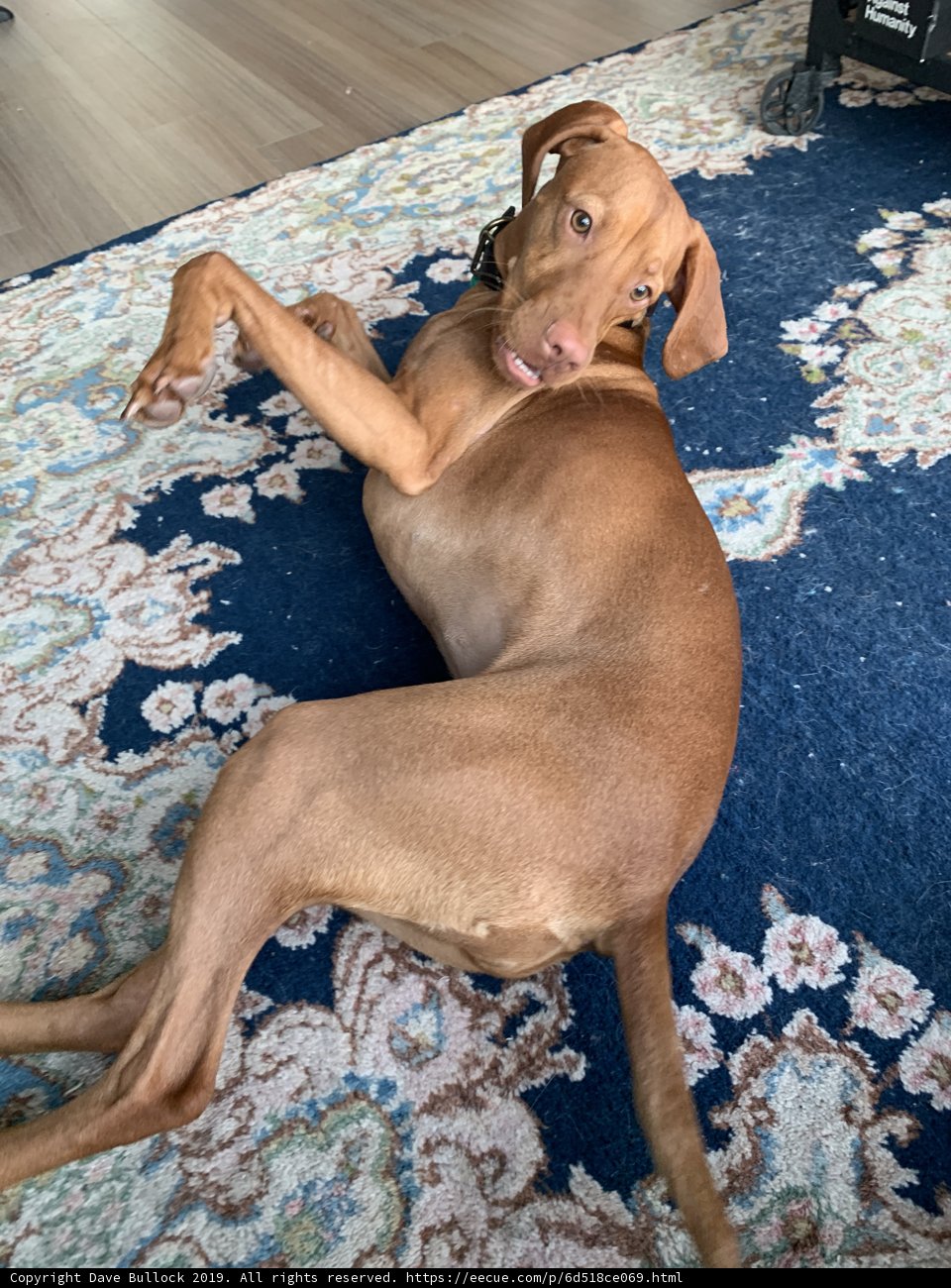 Relaxing Vizsla