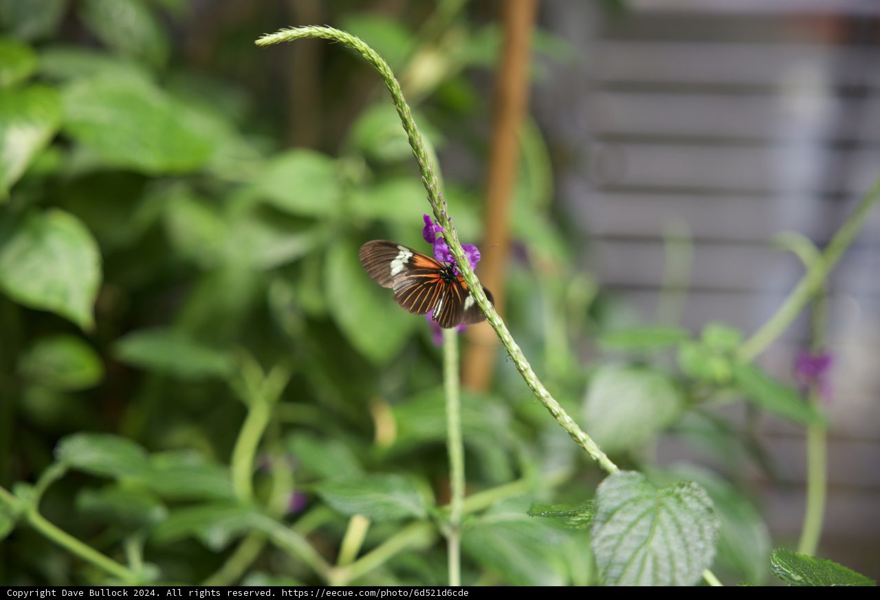 The Winged Jewel: A Moment in the California Rainforest