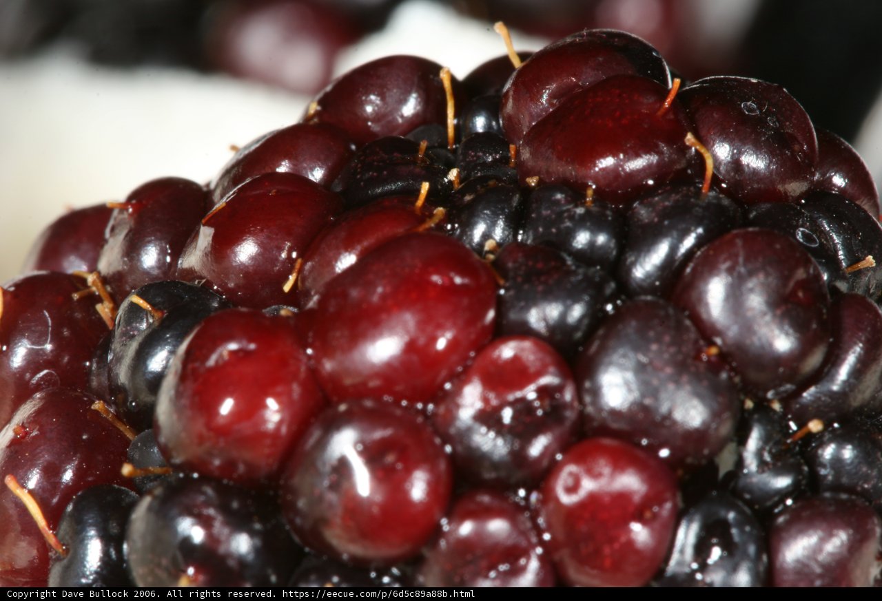 Juicy Blackberries