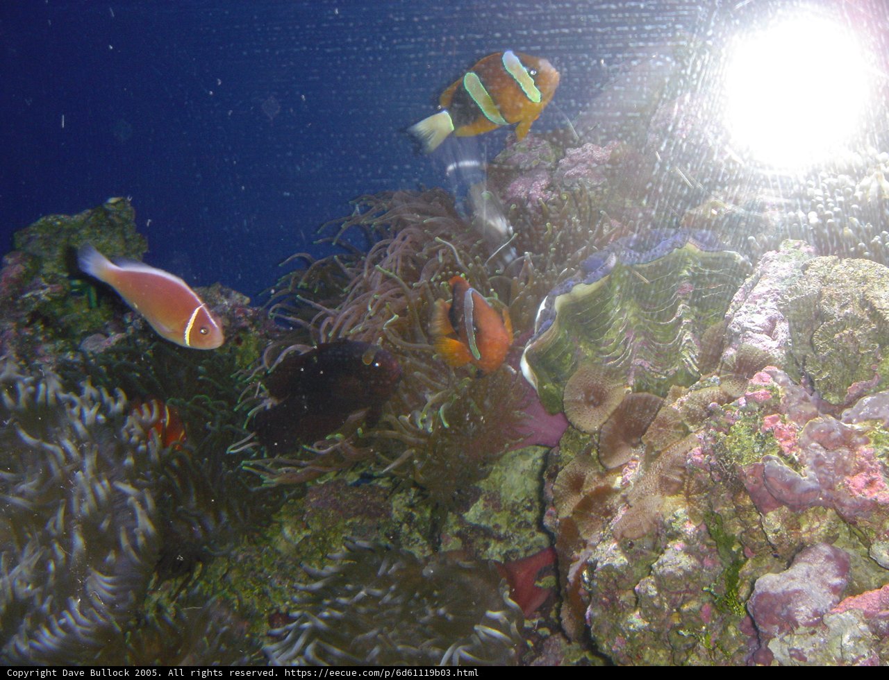 Aquarium Wonderland