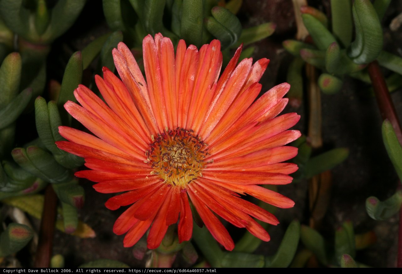A Beautiful Daisy Blooms Amongst the Greens