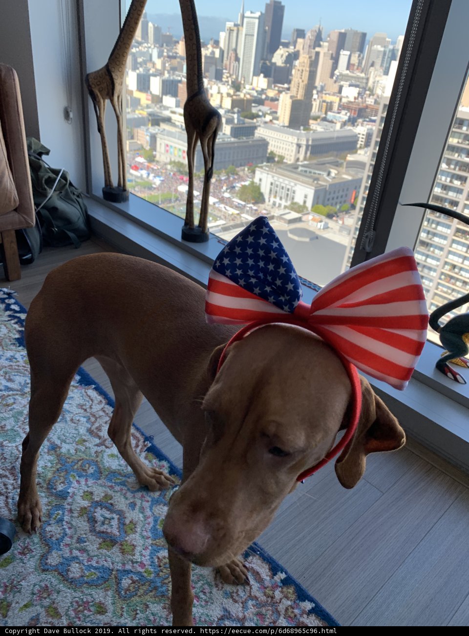 Patriot Pup