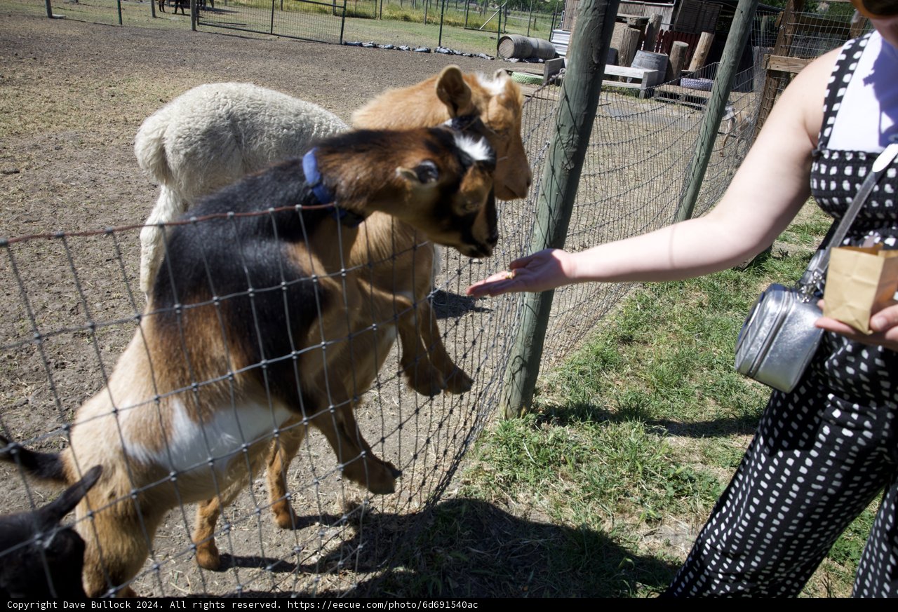 A Friendly Encounter at Old Faithful Geyser, Calistoga