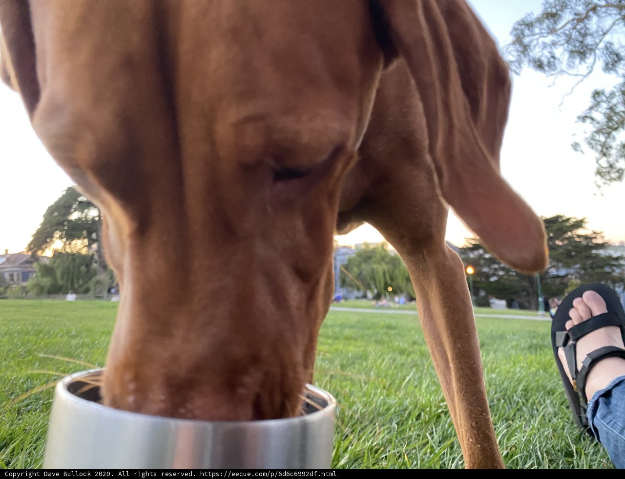 Furry Friend Snacks in the Sunshine