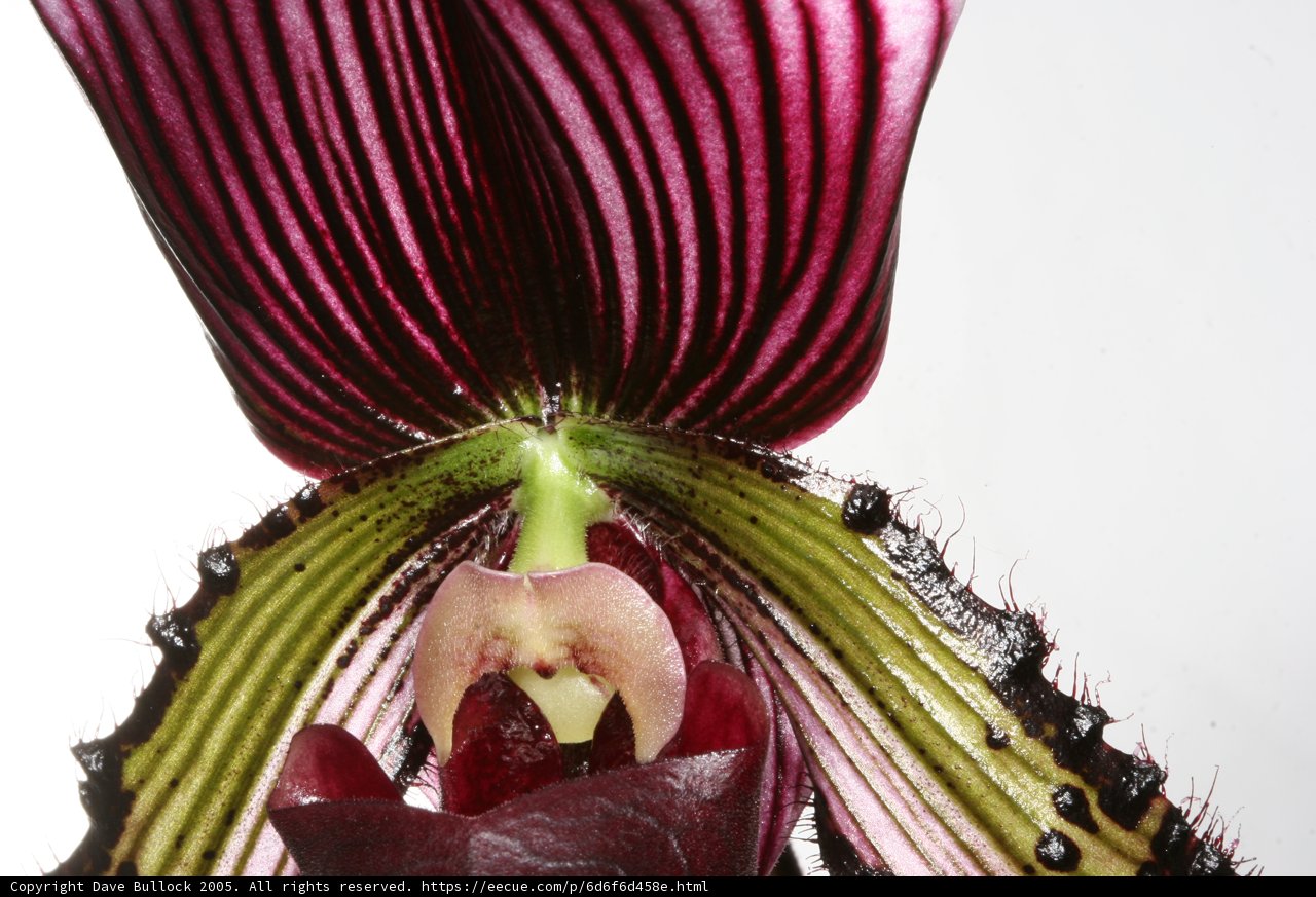 Orchid in bloom