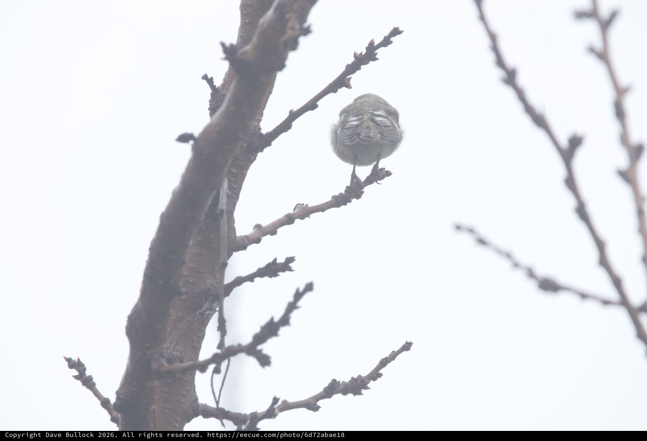 Puffed-Up Bird Braving Cold Weather on Bare Branch