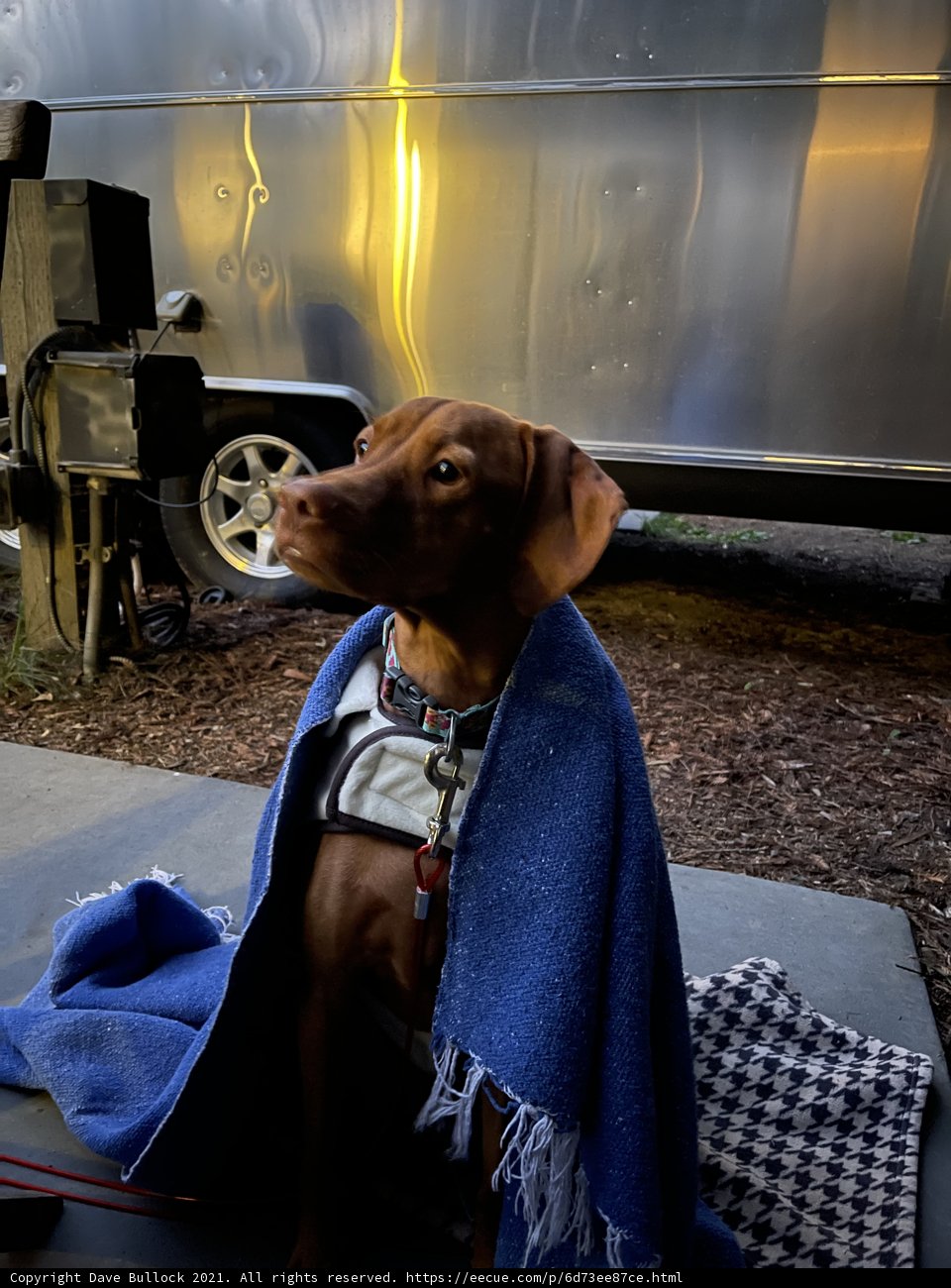 Cozy Canine Cruiser