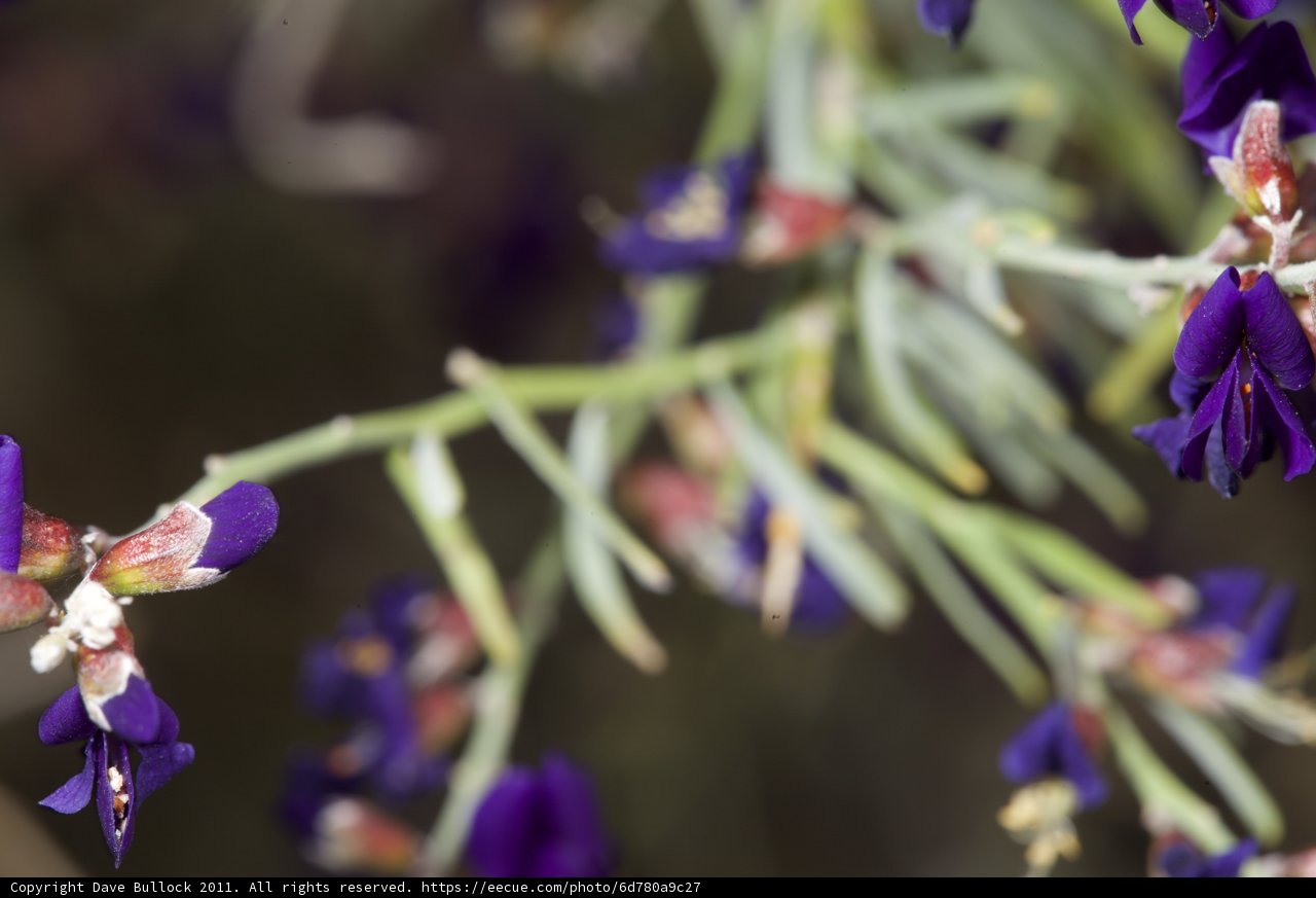 Purple Irises in Bloom