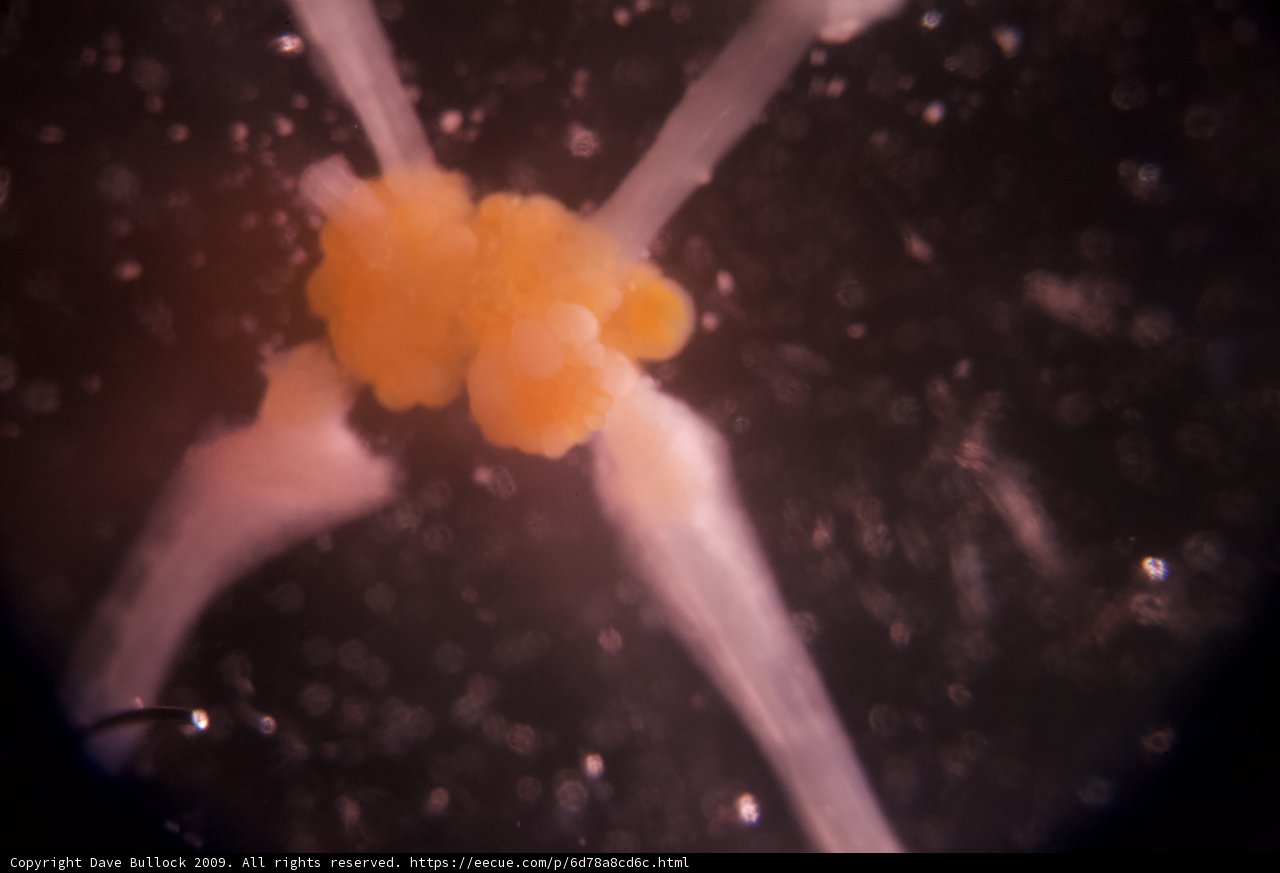Mesmerizing Jellyfish Tentacles