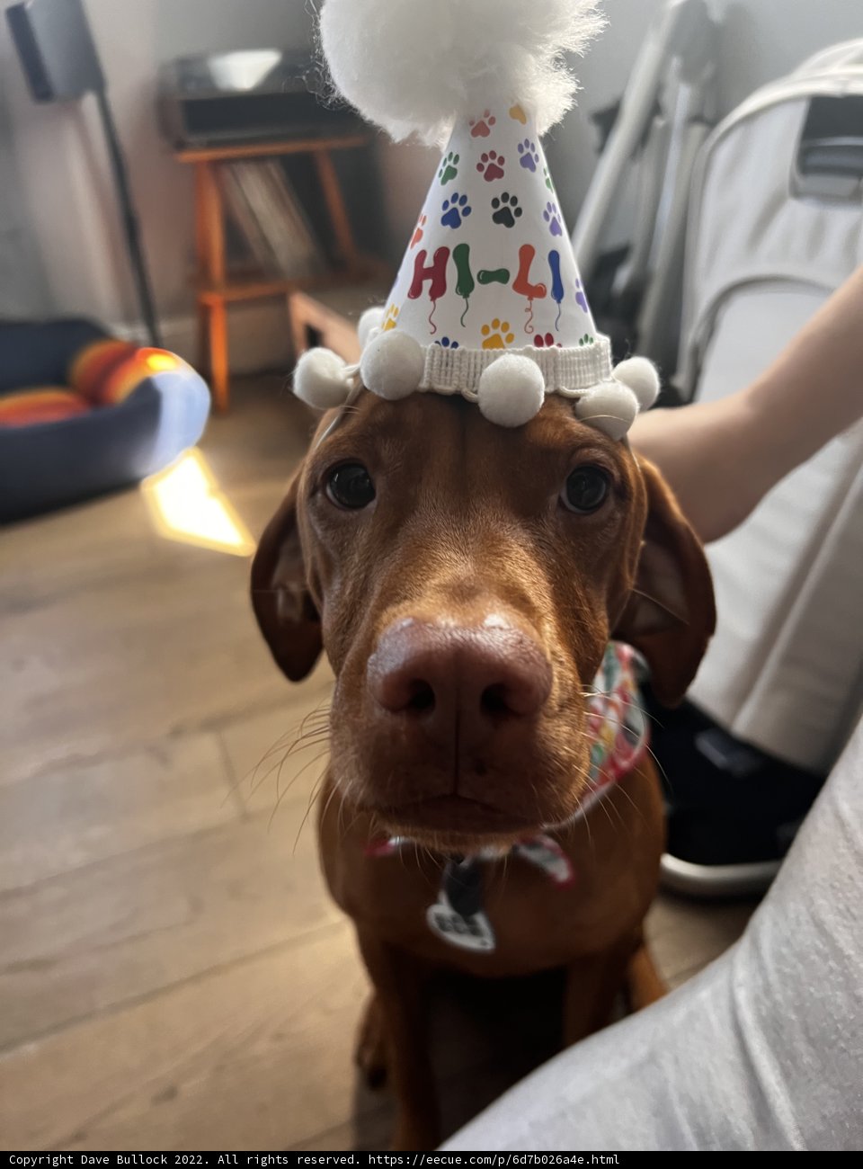 Birthday Pup