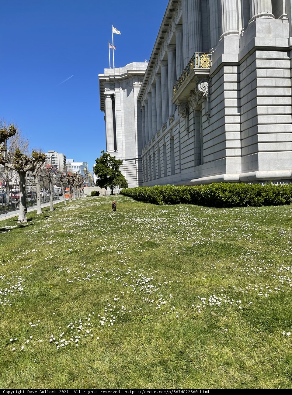 White Flowers in Front of San Francisco City Hall