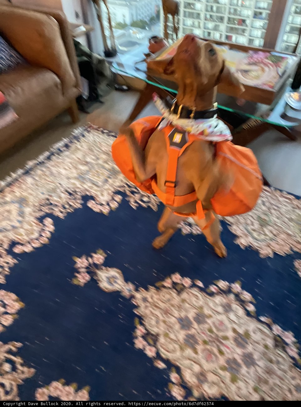 Dressed to Impress