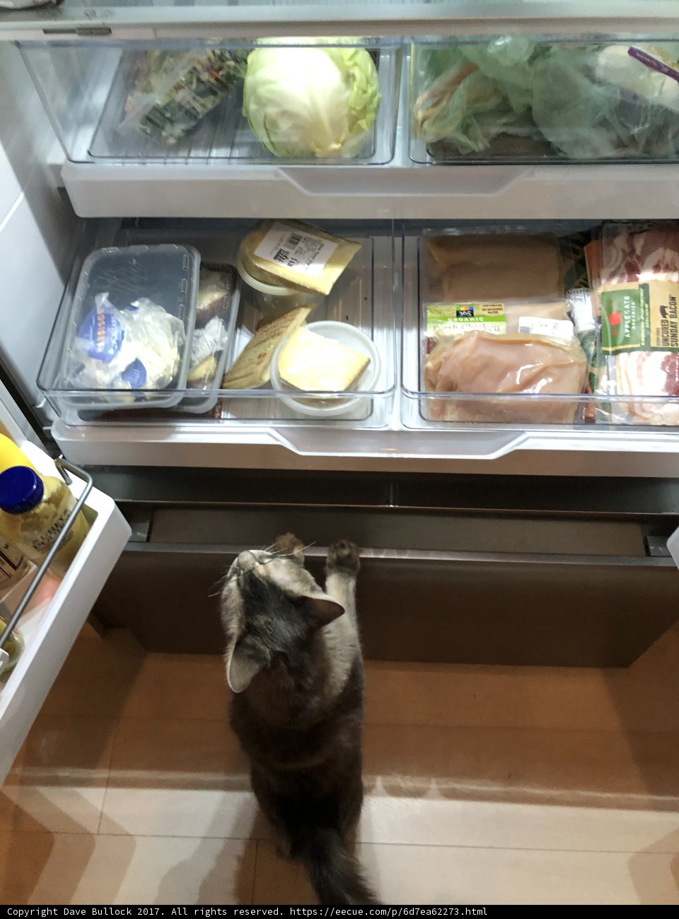 Feline Fridge Forager