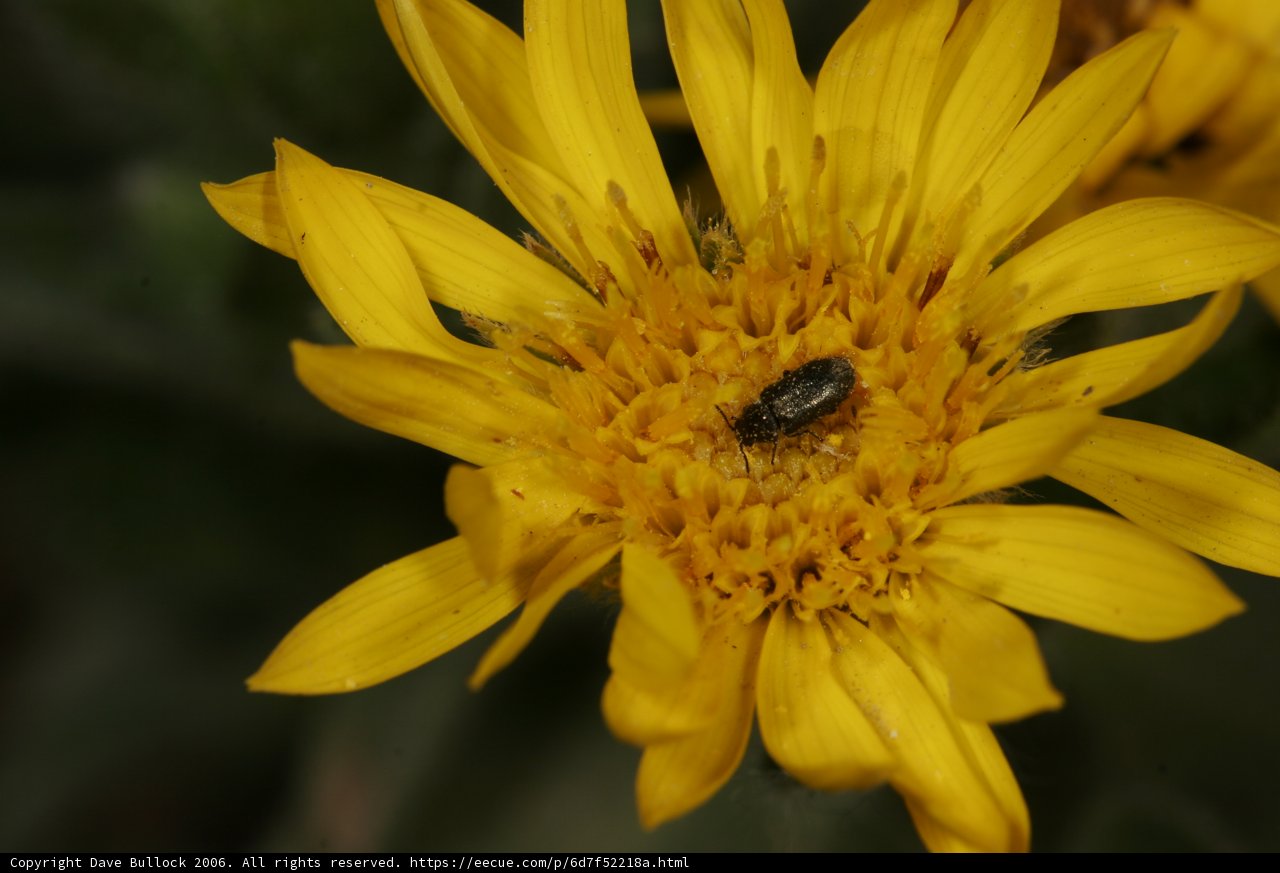 Tiny Insect Collecting Pollen on a Yellow Daisy