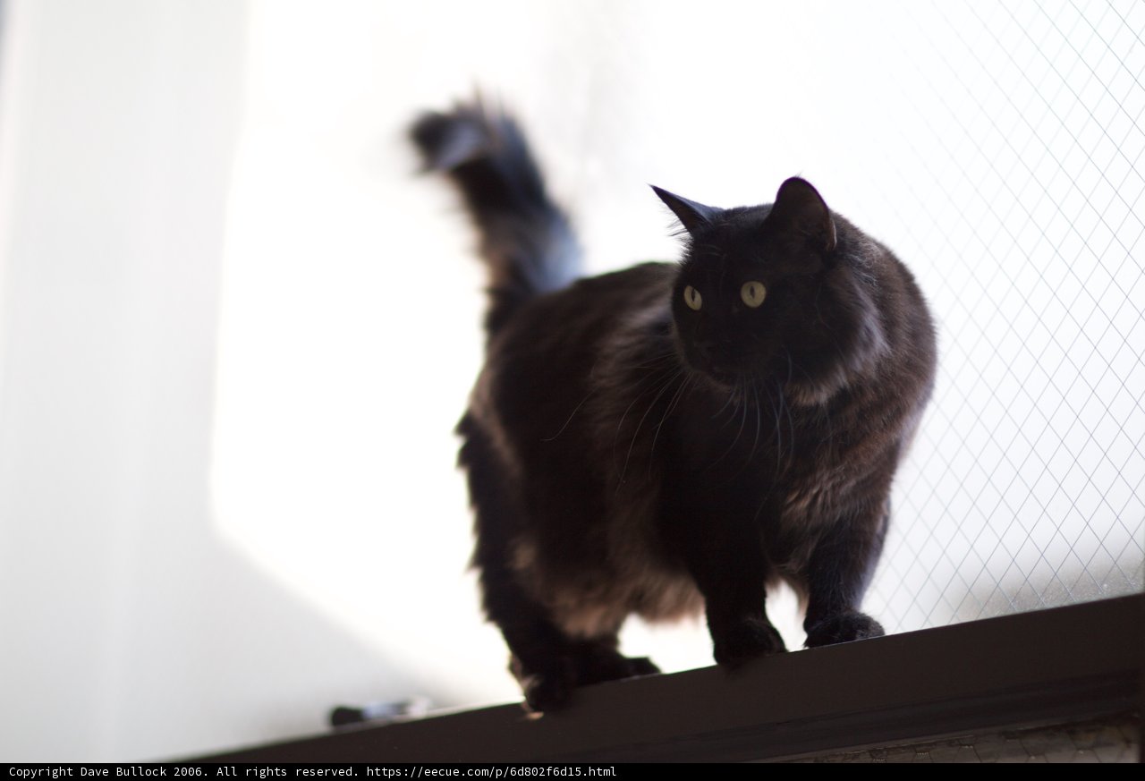 Majestic Black Cat on Ledge