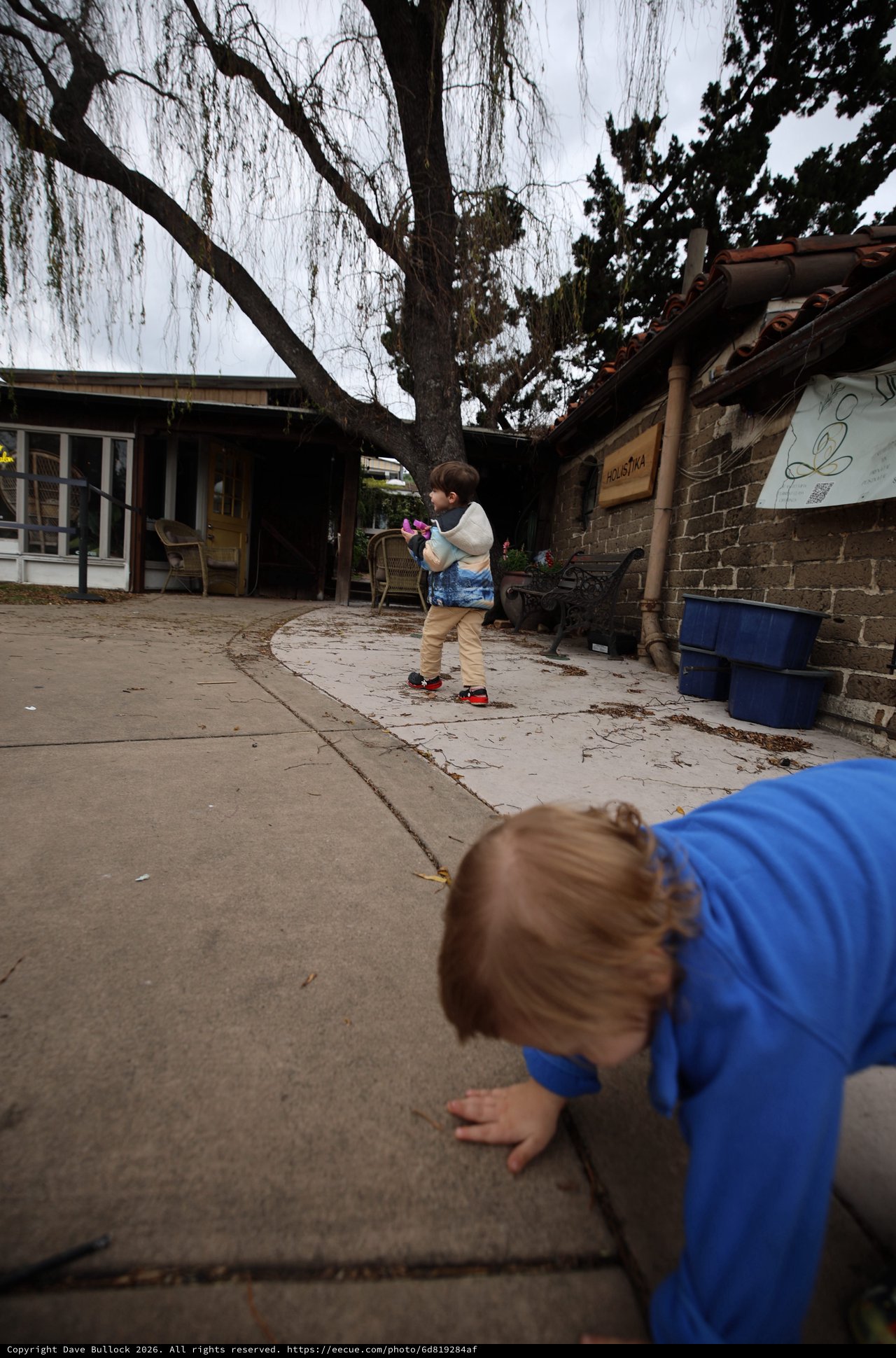 Children Playing in Courtyard Under Weeping Willow