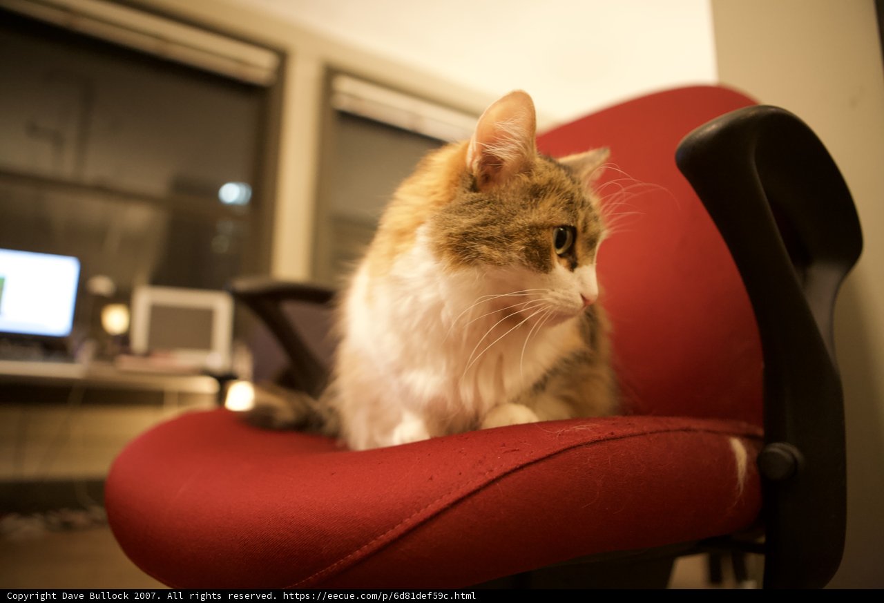Cat on a Red Chair