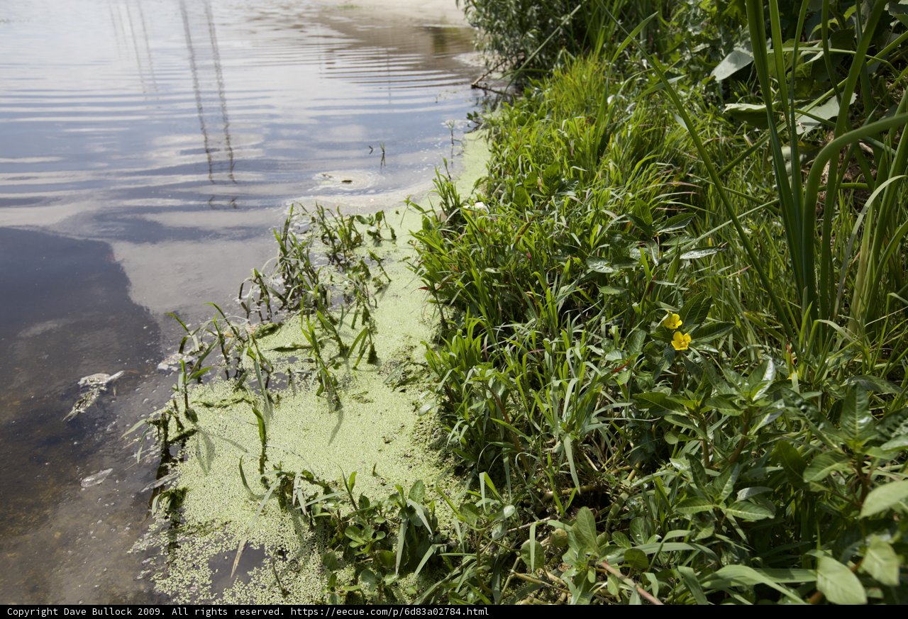 Algae-Infested Boat in Verdant Waters