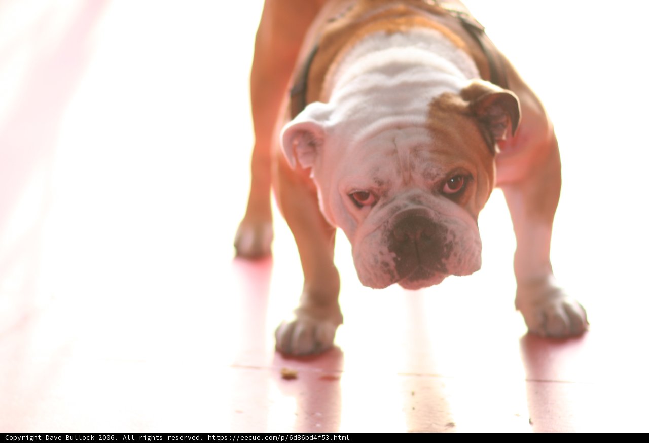 Majestic Bulldog