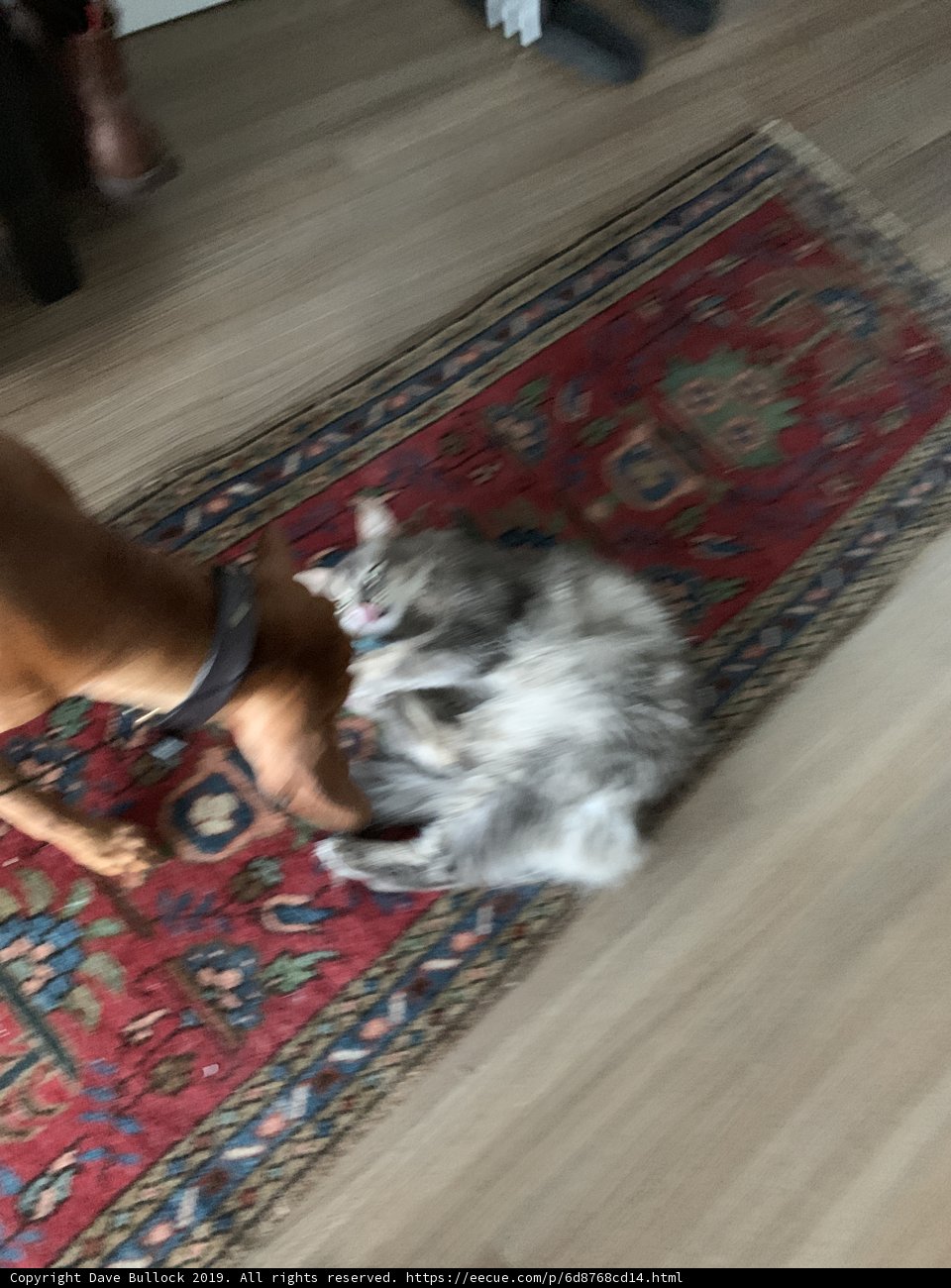 Furry Friends