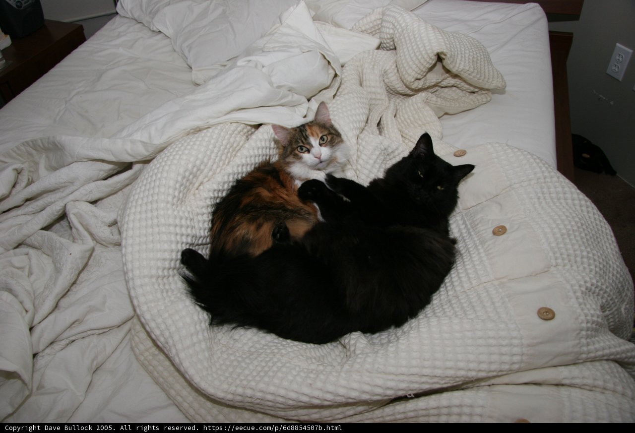 Lazy Day Duo
