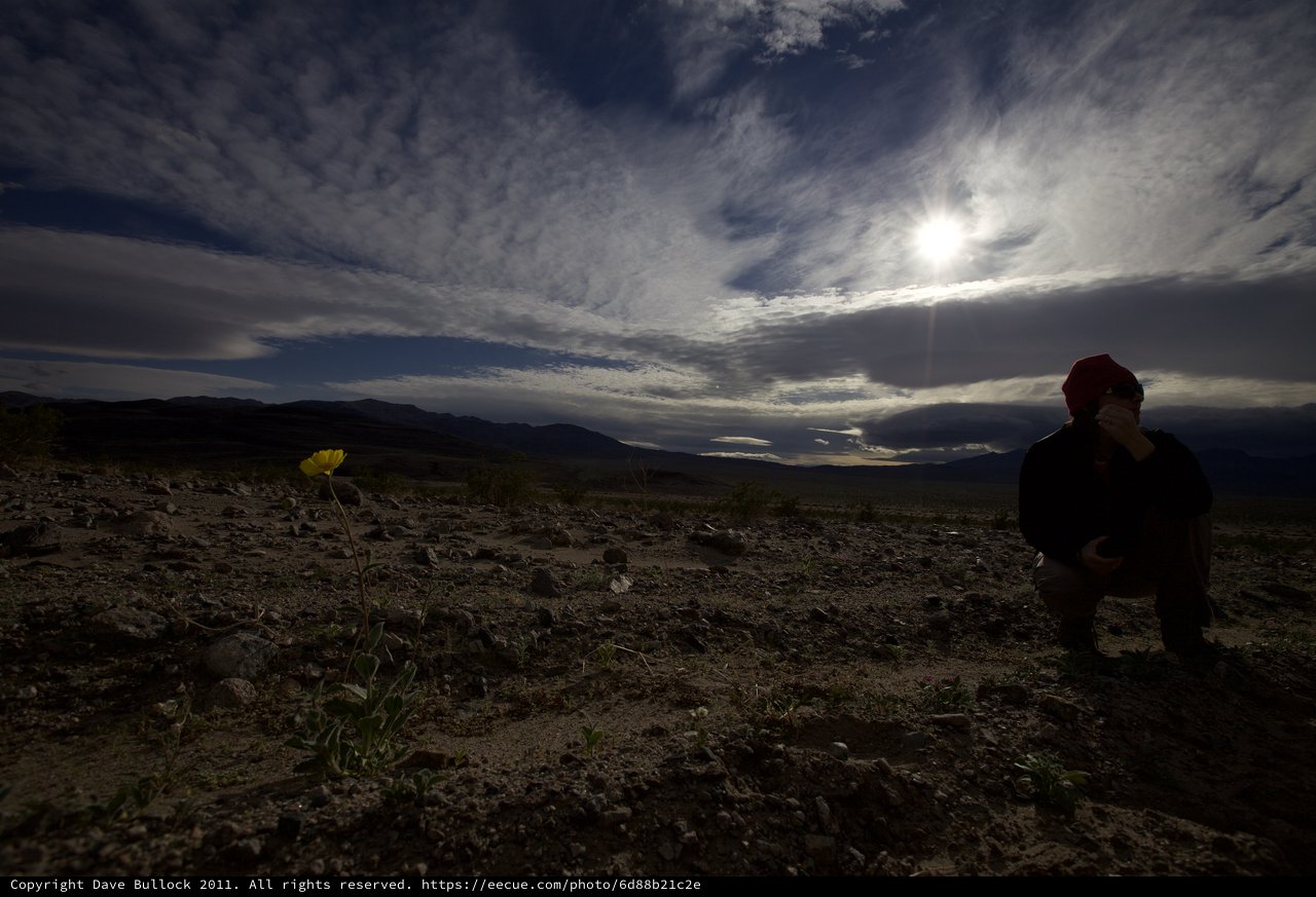 Solitary Bloom in the Vast Desert Wilderness